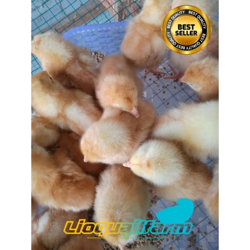 doc ayam petelur betina super. ayam merah. asli betina+vaksin