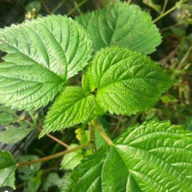 

Daun jelatang segar daun gatal paket 250 gram