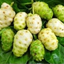 

BUAH PACE / BUAH MENGKUDU OBAT HERBAL AYAM / PETERNAKAN (1KG)