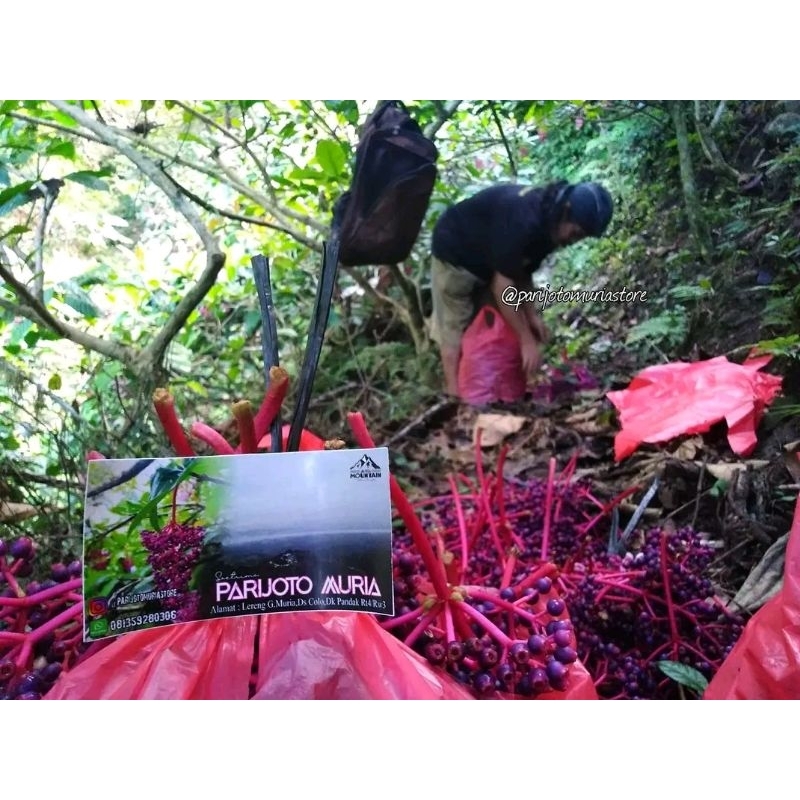 

Paket Hemat Buah Parijotho promil, 300gram, 200gram, 100gram, 1kg. bisa COD HARGA PALING MURAH