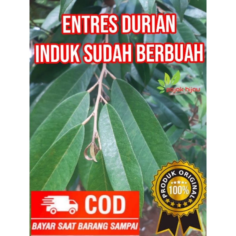 ENTRES DURIAN