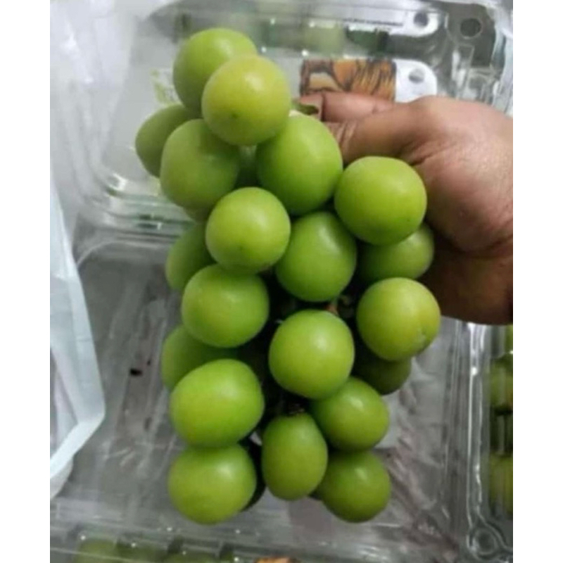 

Anggur Hijau Shine Muscat Seedless