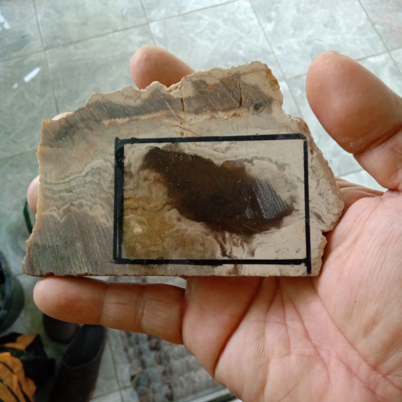 koleksi batu gambar burung puyuh NATURALL