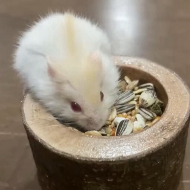 Hamster Winter White Pearl Yellow Line RedEye Anakan