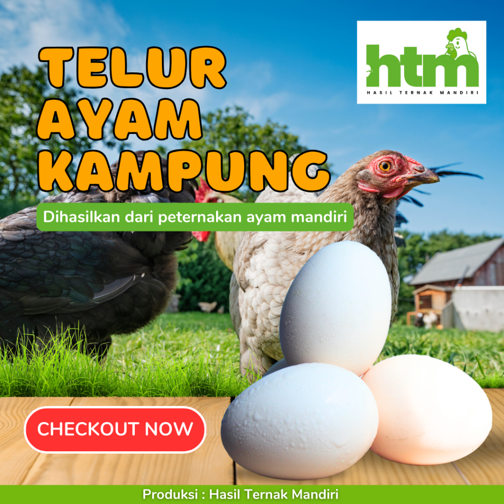 

Telur Ayam Kampung Asli Alami - Hasil Ternak Mandiri Isi 6 Butir Dijamin Fresh