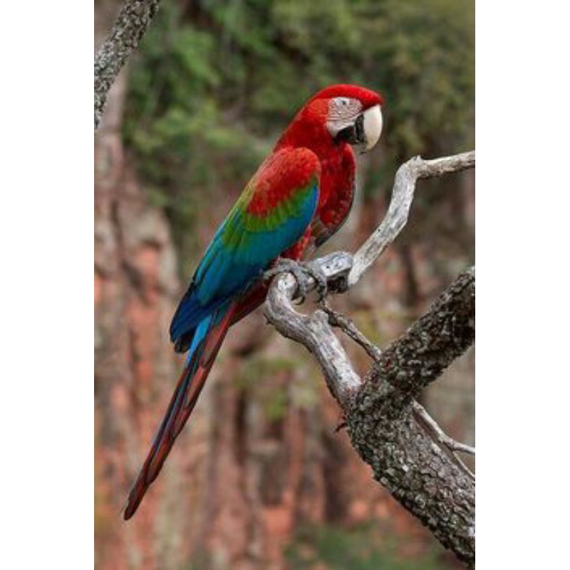 TELUR BURUNG MAKAU FERTIL