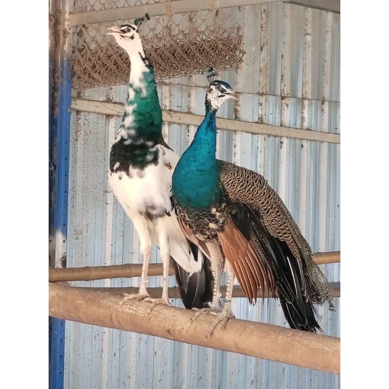 

telur fertil burung merak. biru. blorok putih. telur press baru