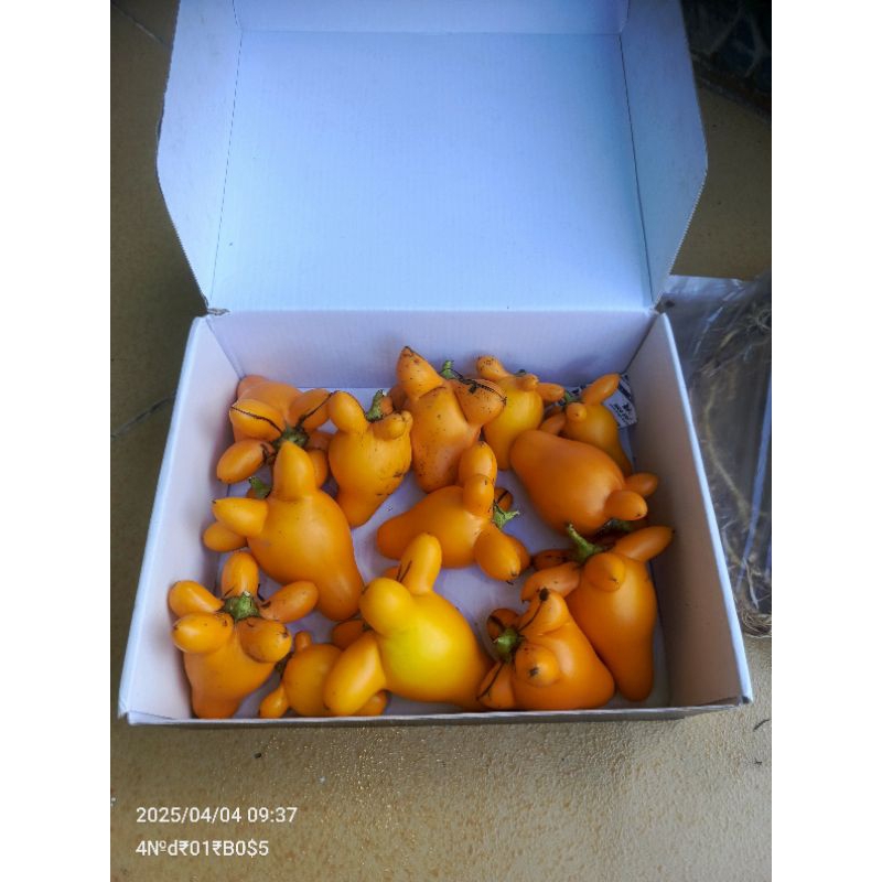 

Buah Terong Susu, terong hias