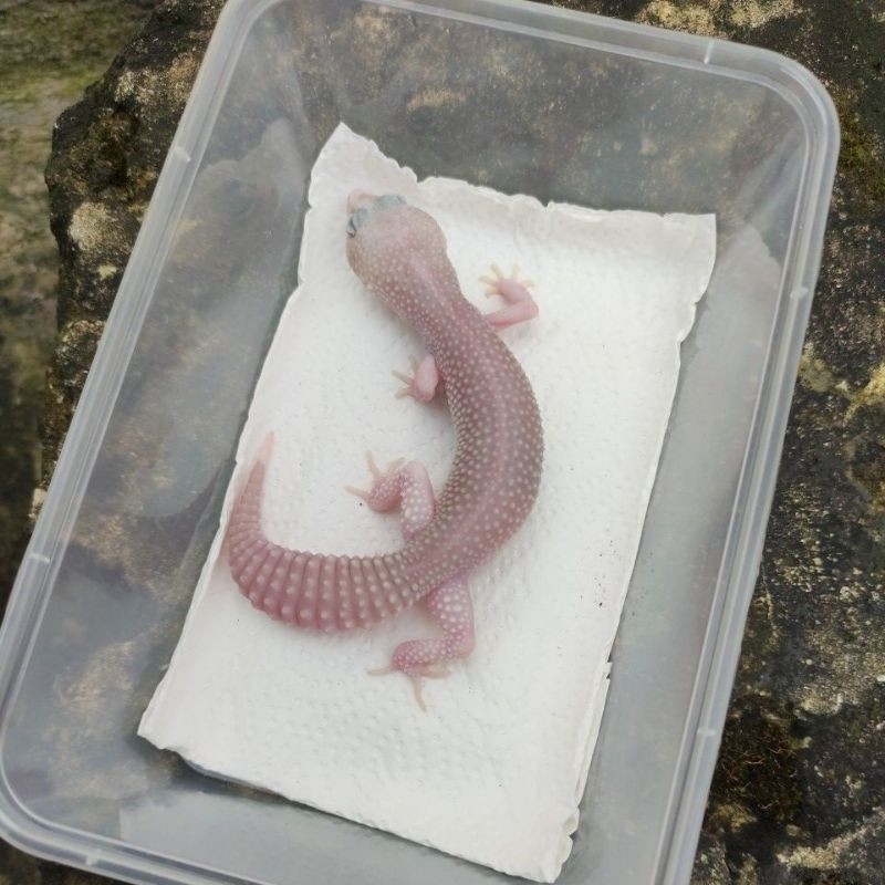 MAINAN ANAK GECKO_SUPERSNOW BLIZZARD ECLIPSE