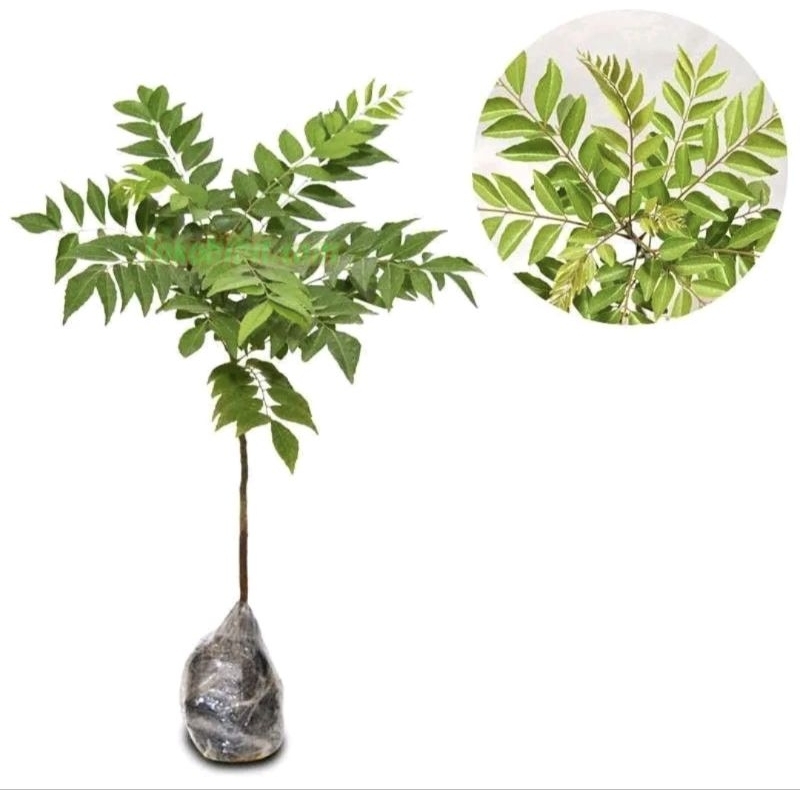 Tanaman Salam Koja Daun Kari - Pohon Salam Koja