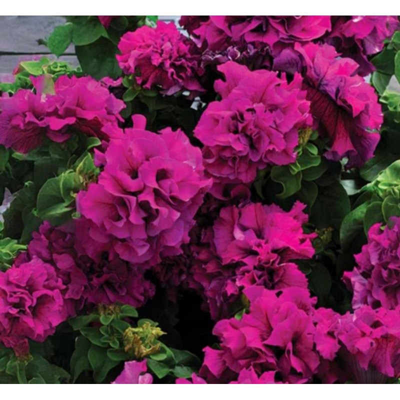 Biji bunga petunia double cascade burgundy f1