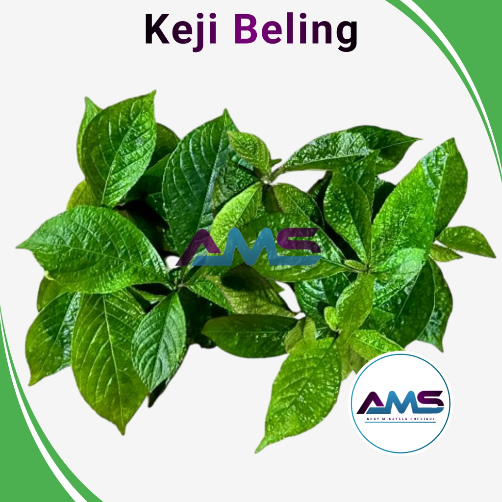 

Daun Keji Beling Segar (1,kg) Daun Pecah Beling
