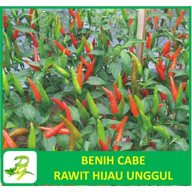 PEERINA BENIH CABE RAWIT : Benih Cabe Rawit Hijau Unggul