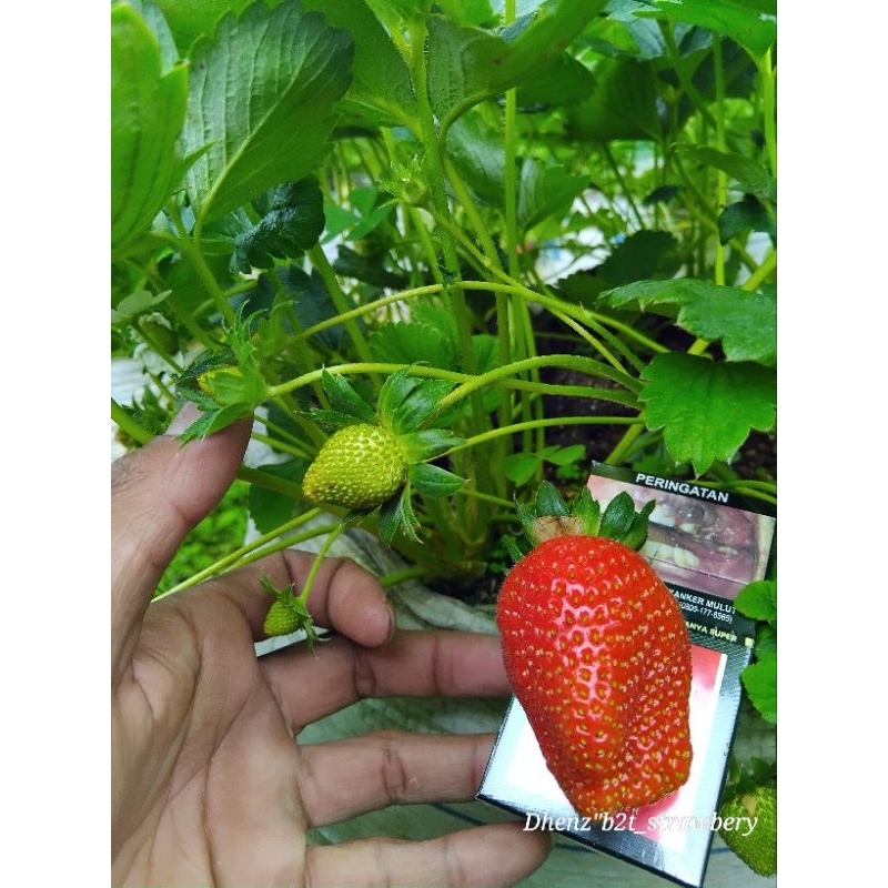 BIBIT STRAWBERRY JEPANG SAGAHONOKA