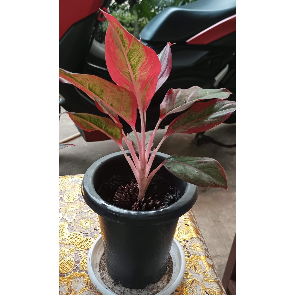 Aglaonema Lipstik Red Chinese Evergreen