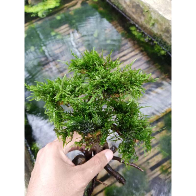tanaman bonsai Cemara aquascape