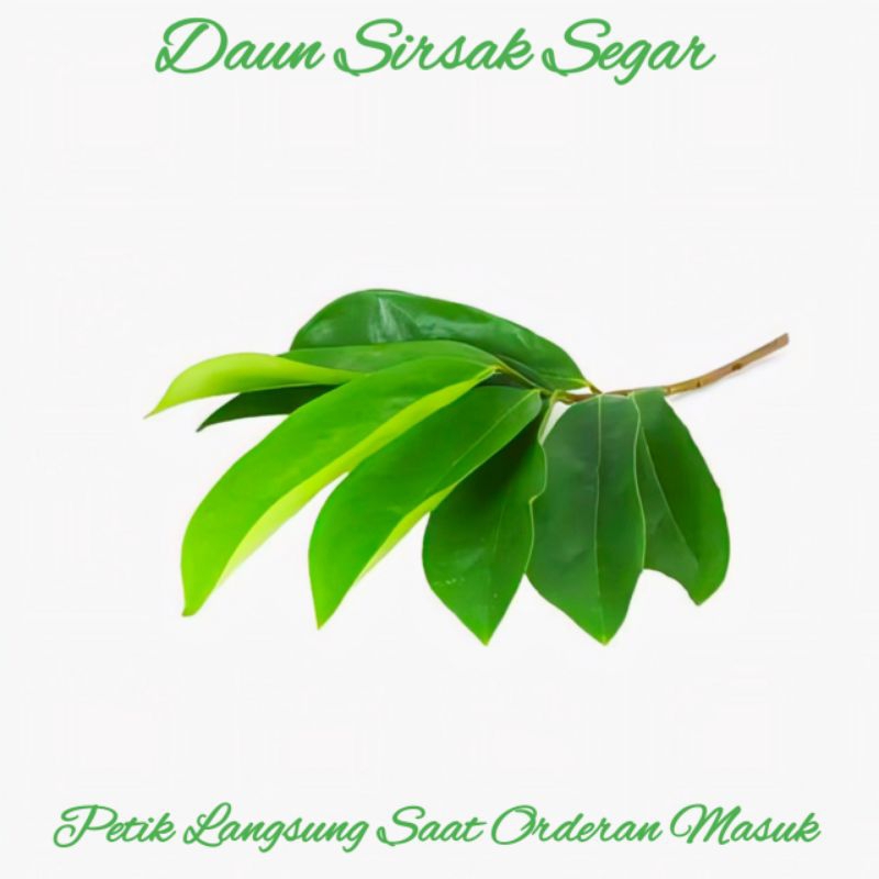 

Daun Sirsak Segar Isi Per 250 Gram