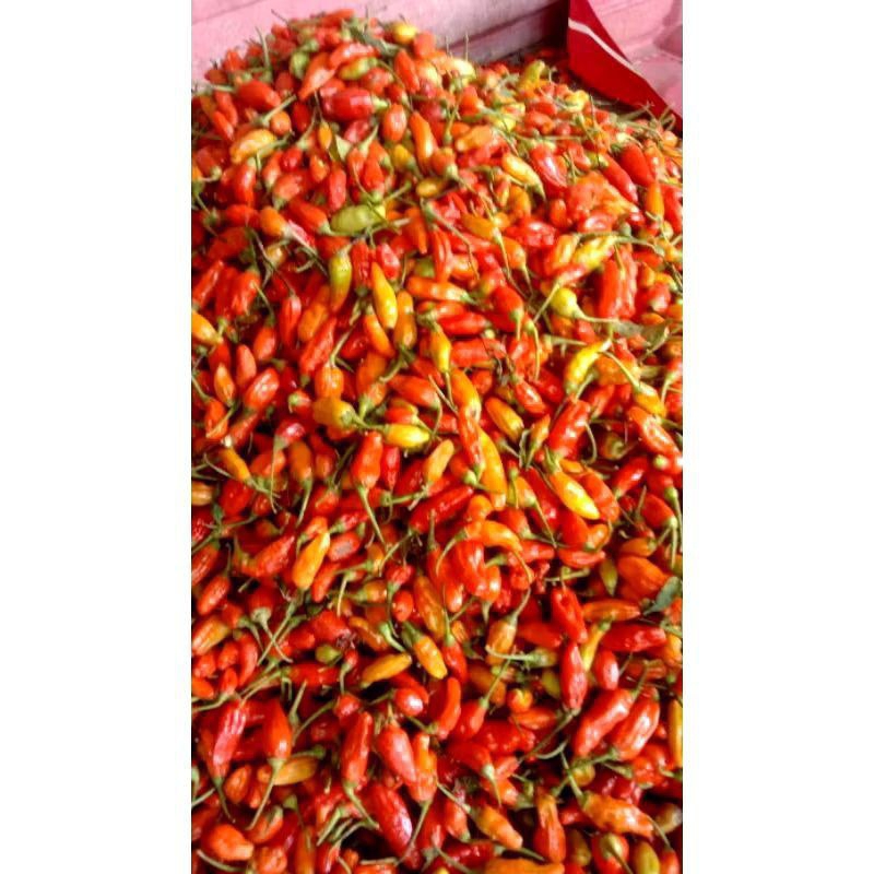 

cabai rawit merah petik langsung dari petani