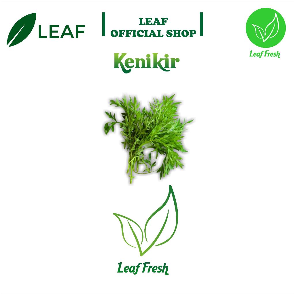 

DAUN KENIKIR BY LEAF FRESH