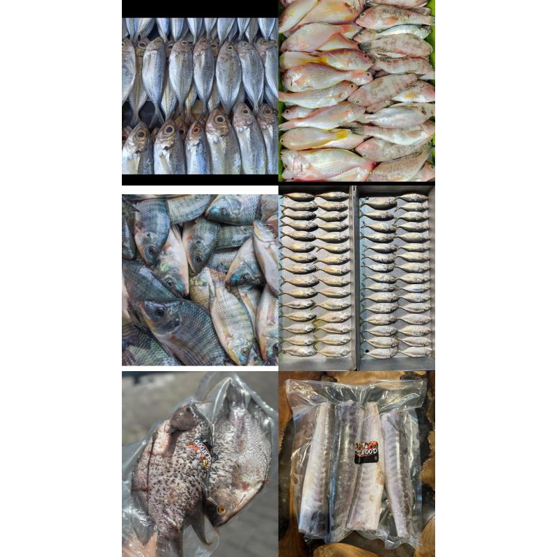

IKAN SEGAR FRESH FROZEN / IKAN KEMBUNG SEGAR / IKAN KUNIRAN SEGAR / IKAN BAWAL SEGAR / IKAN BARAKUDA SEGAR / IKAN GURAME SEGAR