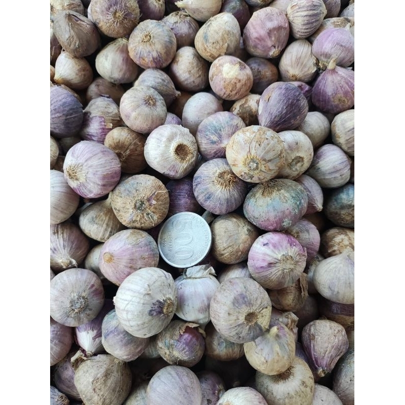 

Bawang outih tunggal / Bawang Lanang / Bawang herbal