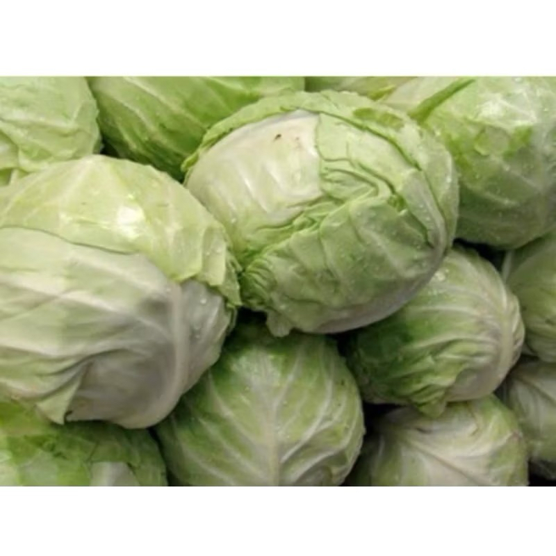 

SAYUR KOL / KUBIS / PER BIJI