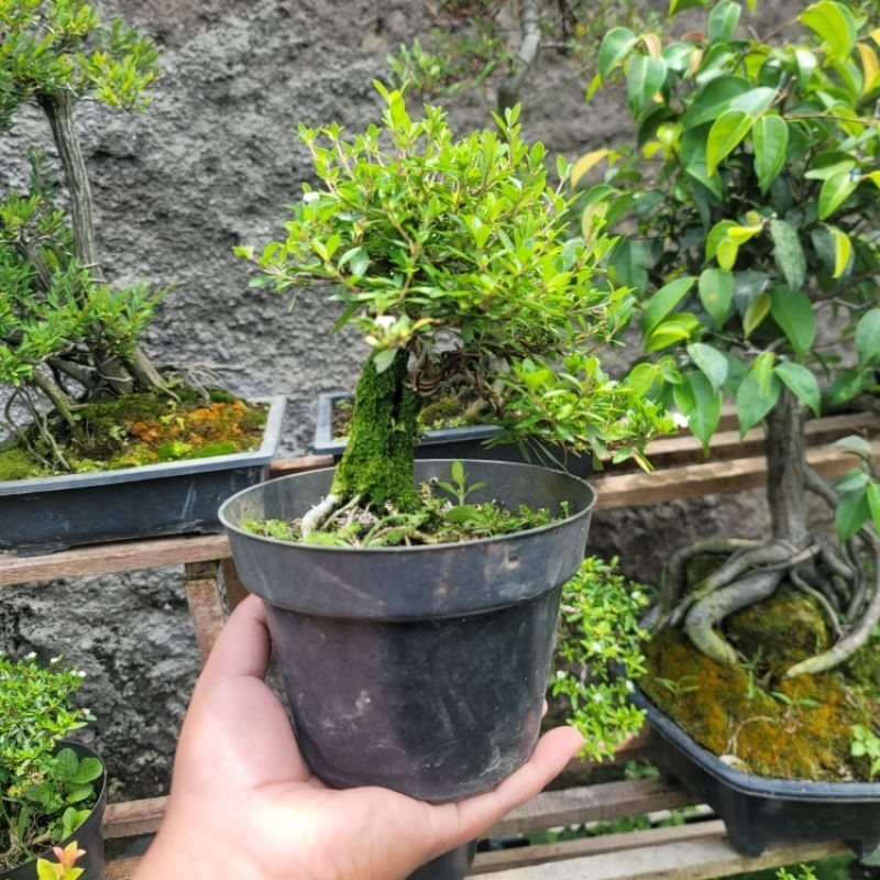 Bonsai Seribu bintang bunga putih + pot