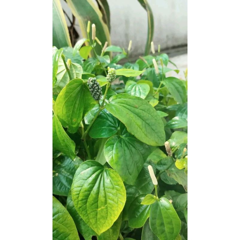 

DAUN KARUK/SIRIH TANAH