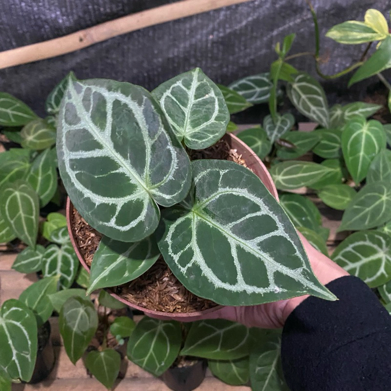 Anthurium silver blush x velvet