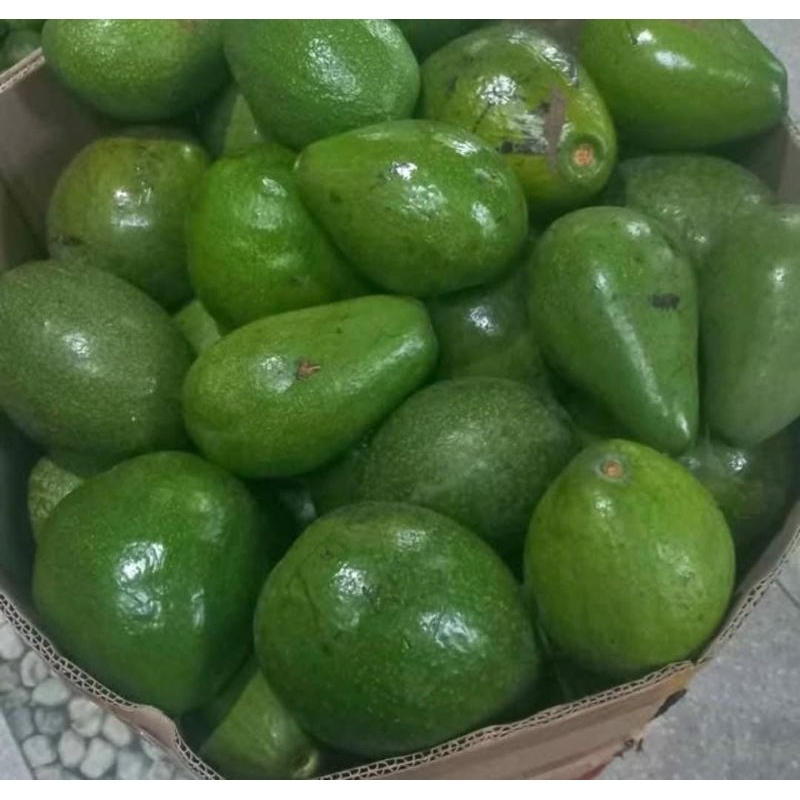 

Alpukat mentega MURIA KUDUS 1kg isi 3-6