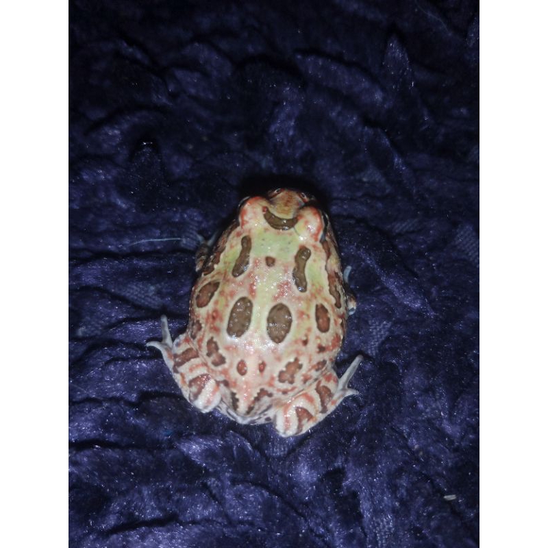 mainan Pacman frog