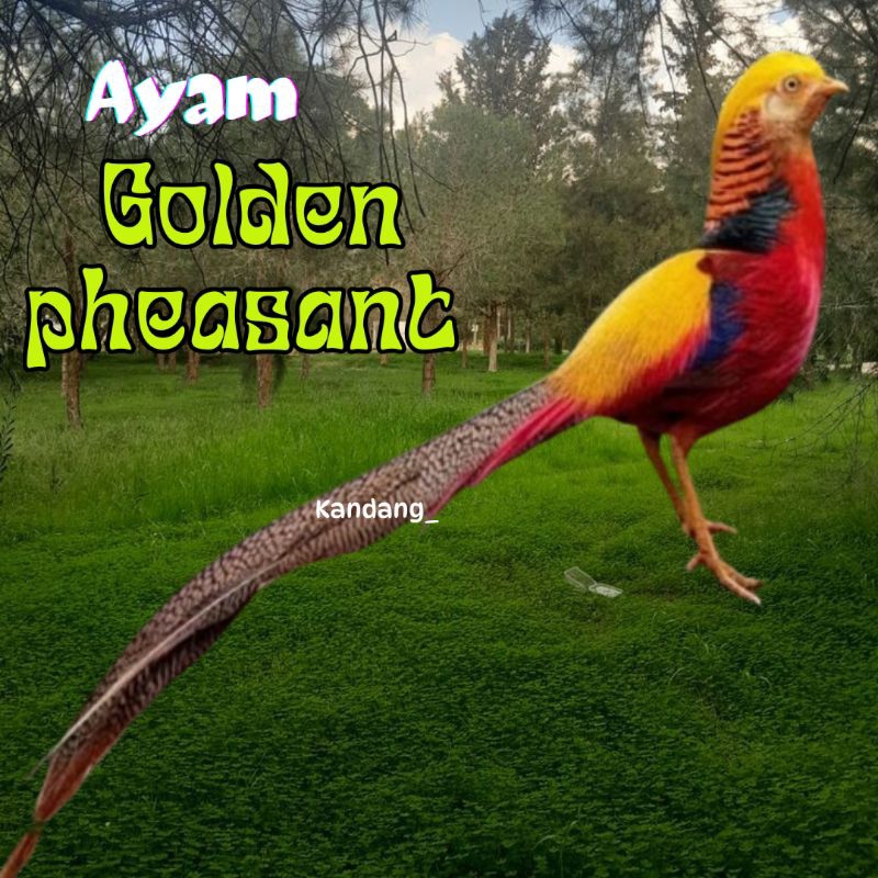 

telur ayam golden pheasant asli bisa untuk di tetaskan