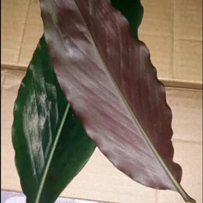 

DAUN KECOMBRANG SEGAR DAUN HONJE OBAT HERBAL 100GRAM