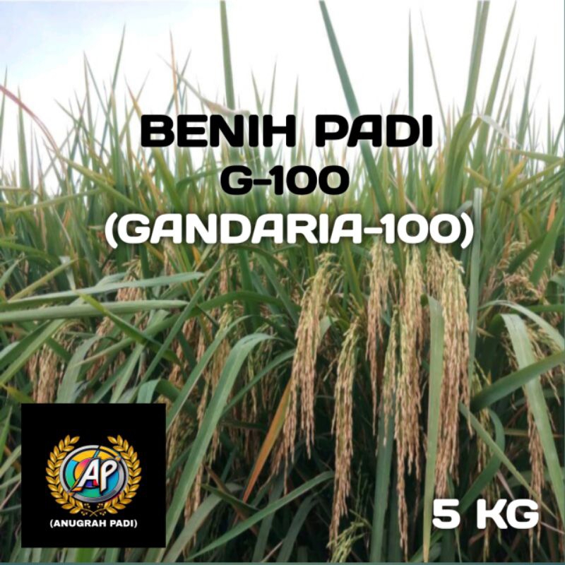 BENIH PADI SUPER UNGGUL G100(GANDARIA100) KEMASAN 5KG