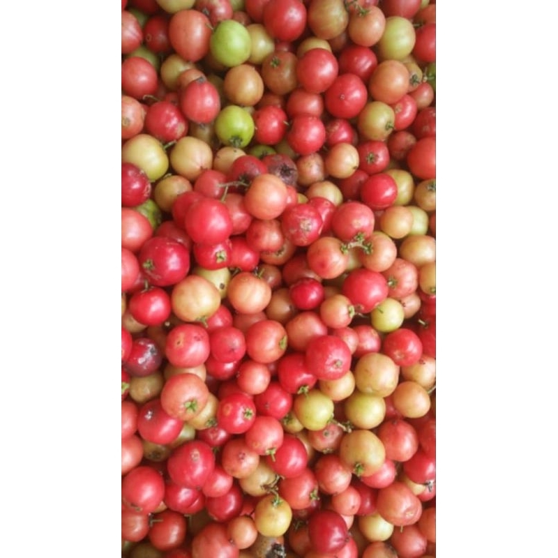 

Lobilobi buah masam buat rujakan