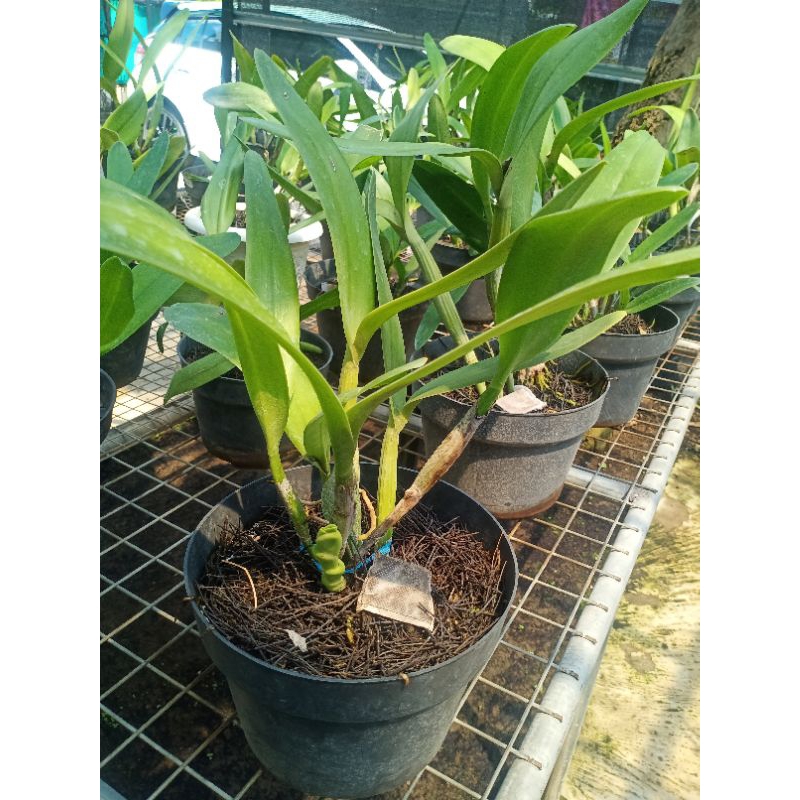 anggrek Cattleya Blue Bonnet dewasa indukan
