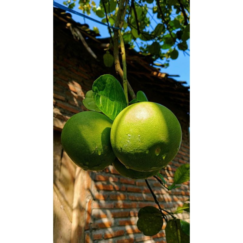 

Beli 1 Gratis 1: Jeruk Pamelo Muria Fresh Buah Segar Frozen