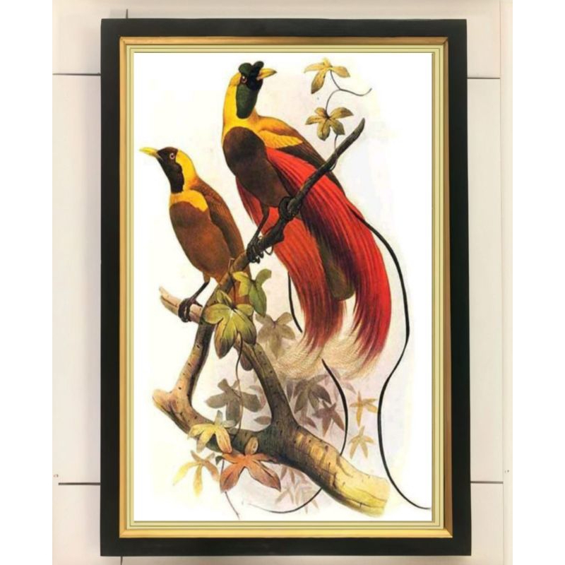 hiasan dinding lukisan cetak burung cendrawasih plus bingkai ukuran 65×45