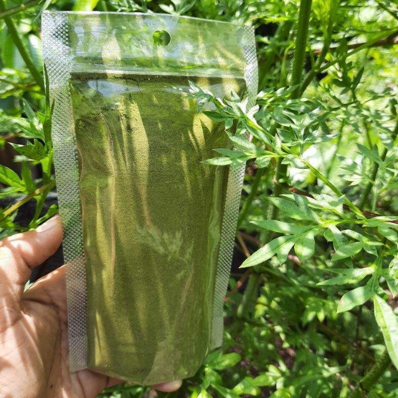 daun kelor bubuk murni