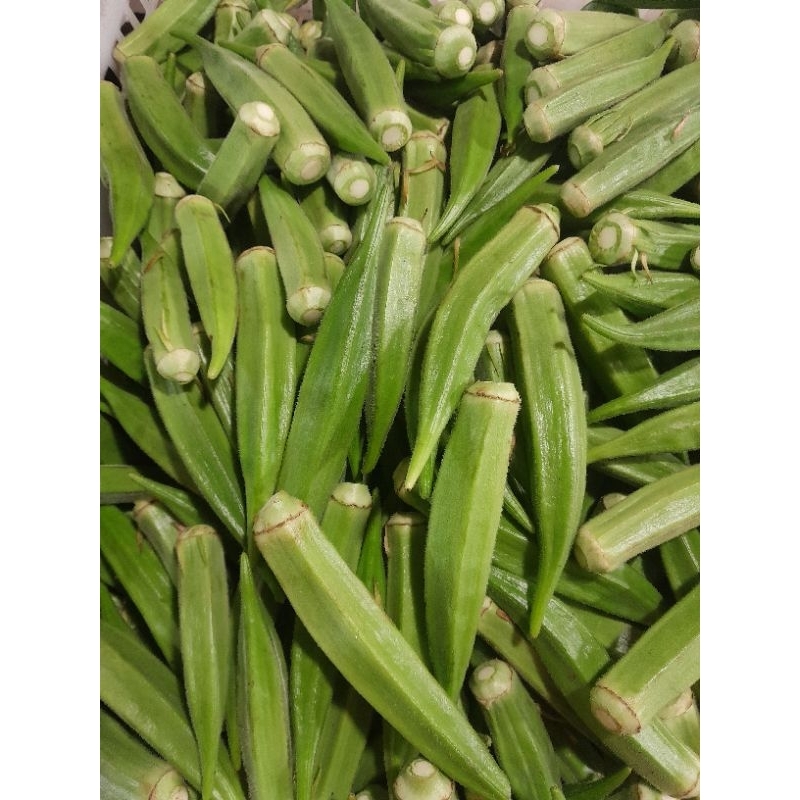 

okra / bindi segar 1.kg