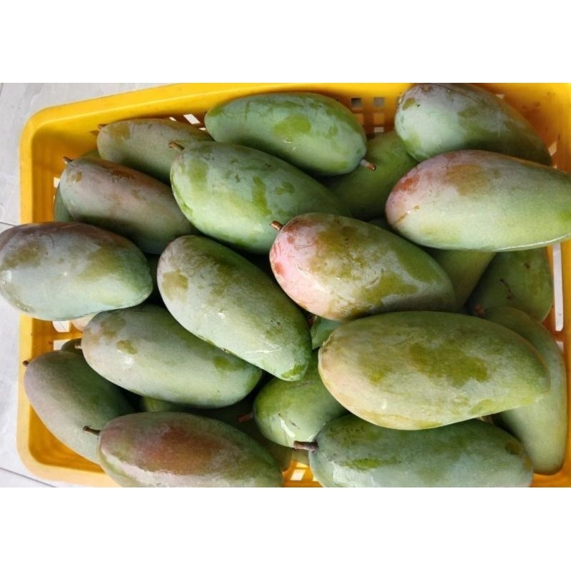 

buah mangga kiojay 1 kg kriuk manis