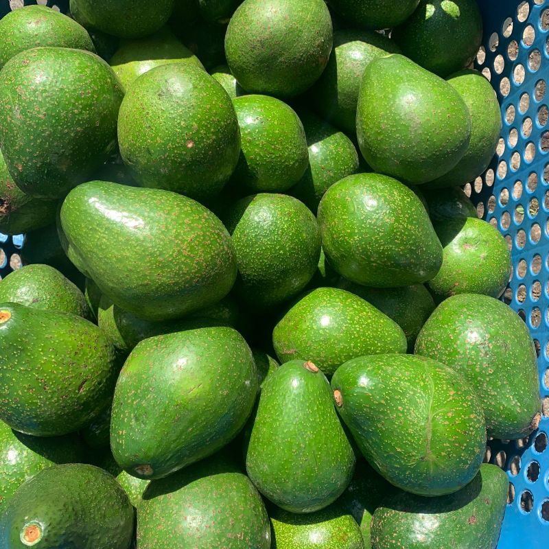 

Alpukat mentega super bergaransi 1 kg isi 3-4-5-6 Buah