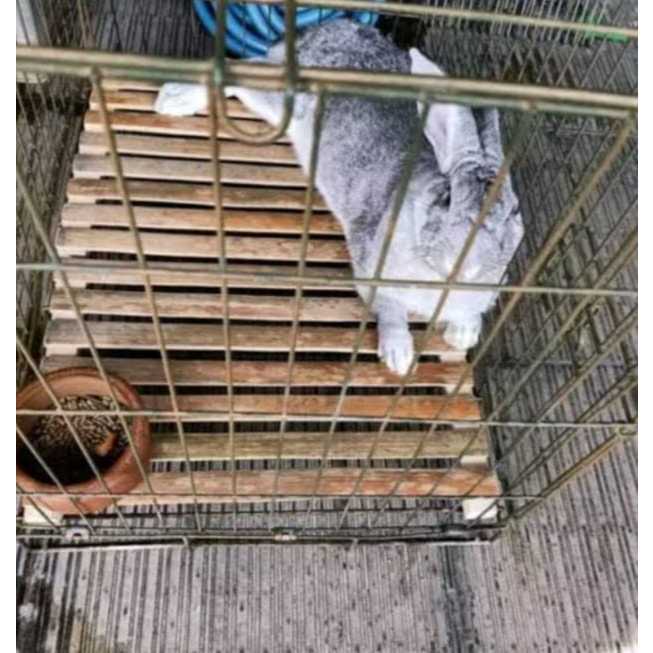 Footrest Bambu Alas Kandang Kelinci Kucing Ayam Bahan Bambu Alas Kandang Hewan Peliharaan