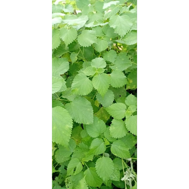 

herbal daun harambay pr 20lmbar