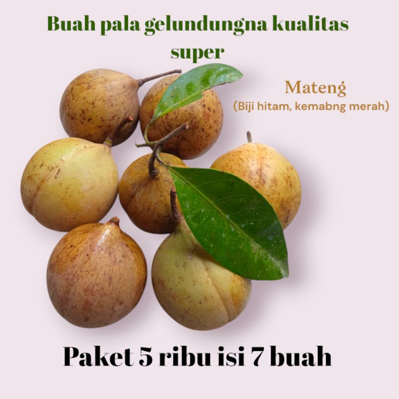 

paket 5 ribu buah pala gelundungan kualitas super langsung petik drai kebun
