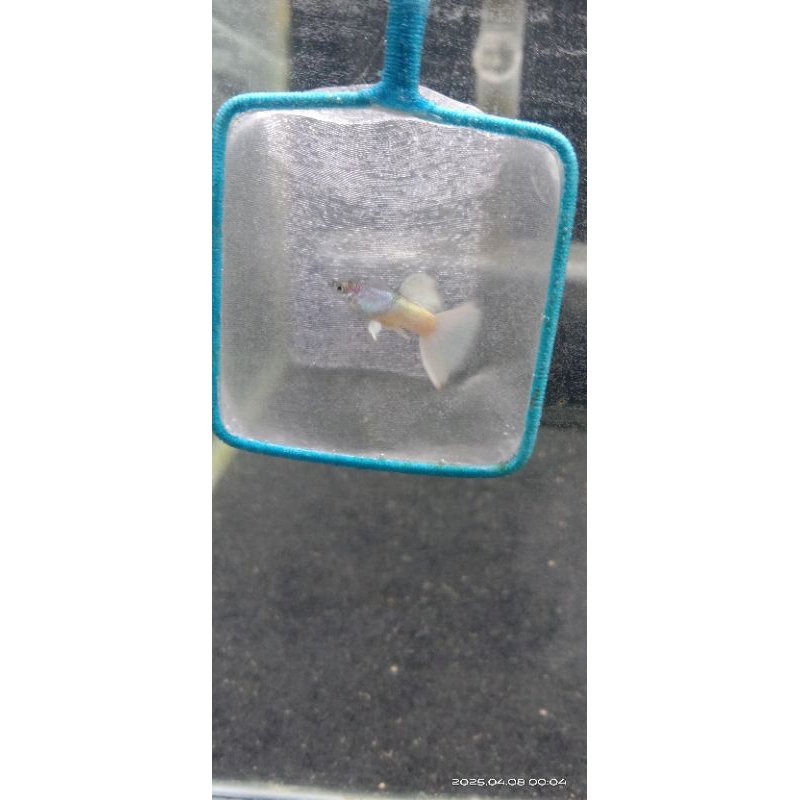 Pakan Guppy Jantan Yellow Pingu