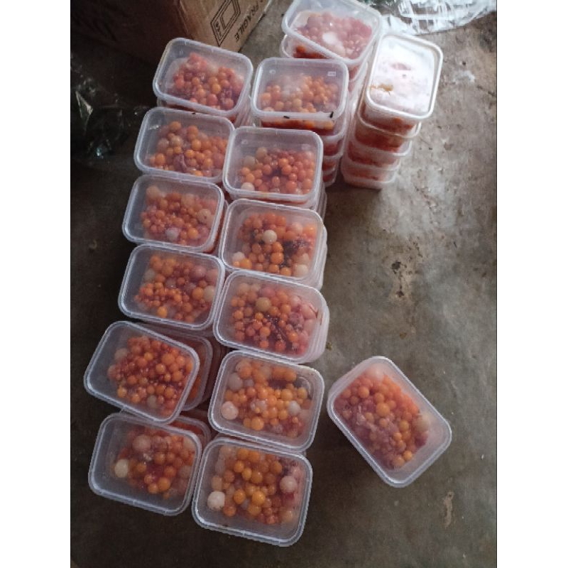 Umpan gacor Galatama lele dan bawal telor bulus