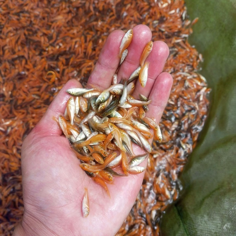 (PROMO BONUS PELET) Paket 100 Ekor Bibit Ikan Mas Size 2-3cm