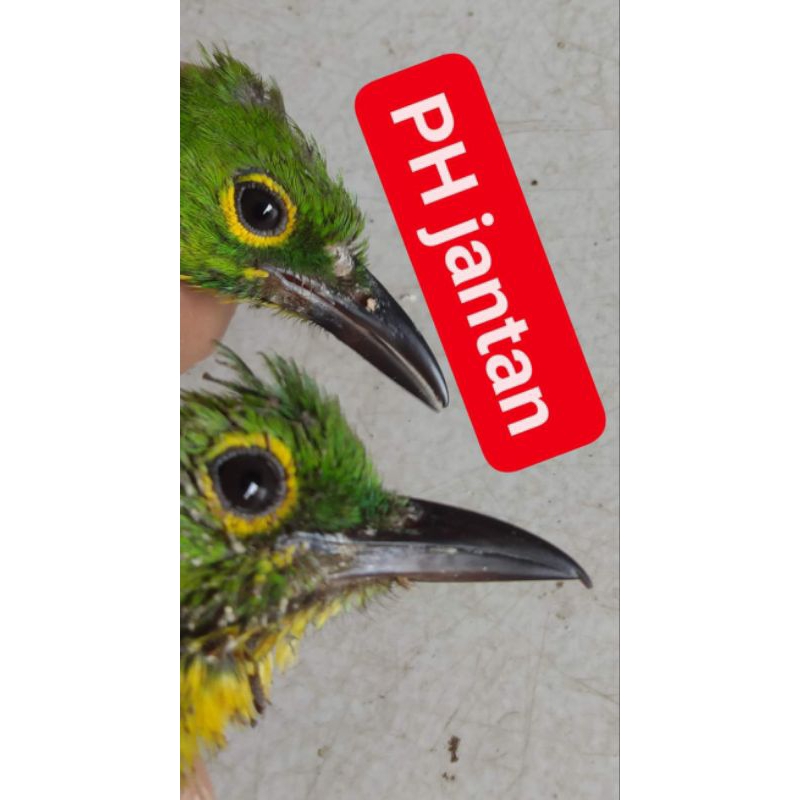 Cucak Ijo PH 100% kalimantan (Berau) murah berkualitas