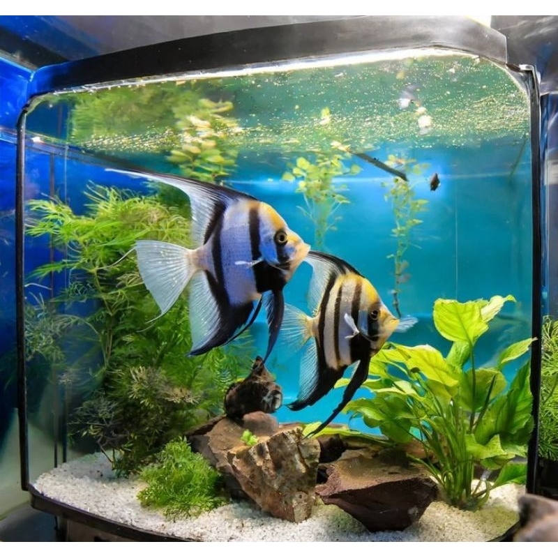 TERLARIS MANFISH SLAYER  ISI 5 BERKUALITAS